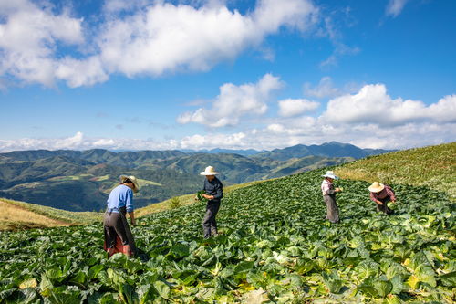 漢源高山農(nóng)作物 勾勒美麗鄉(xiāng)村畫(huà)卷